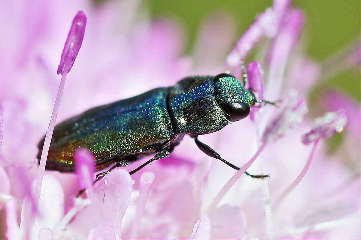 Buprestidi del Conero da identificare: A. thalassophila?